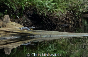 Small Gator enjoying the afternoon on the Loxahatchee Riv... by Chris Miskavitch 